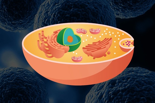 Prokaryotes vs. eukaryotes